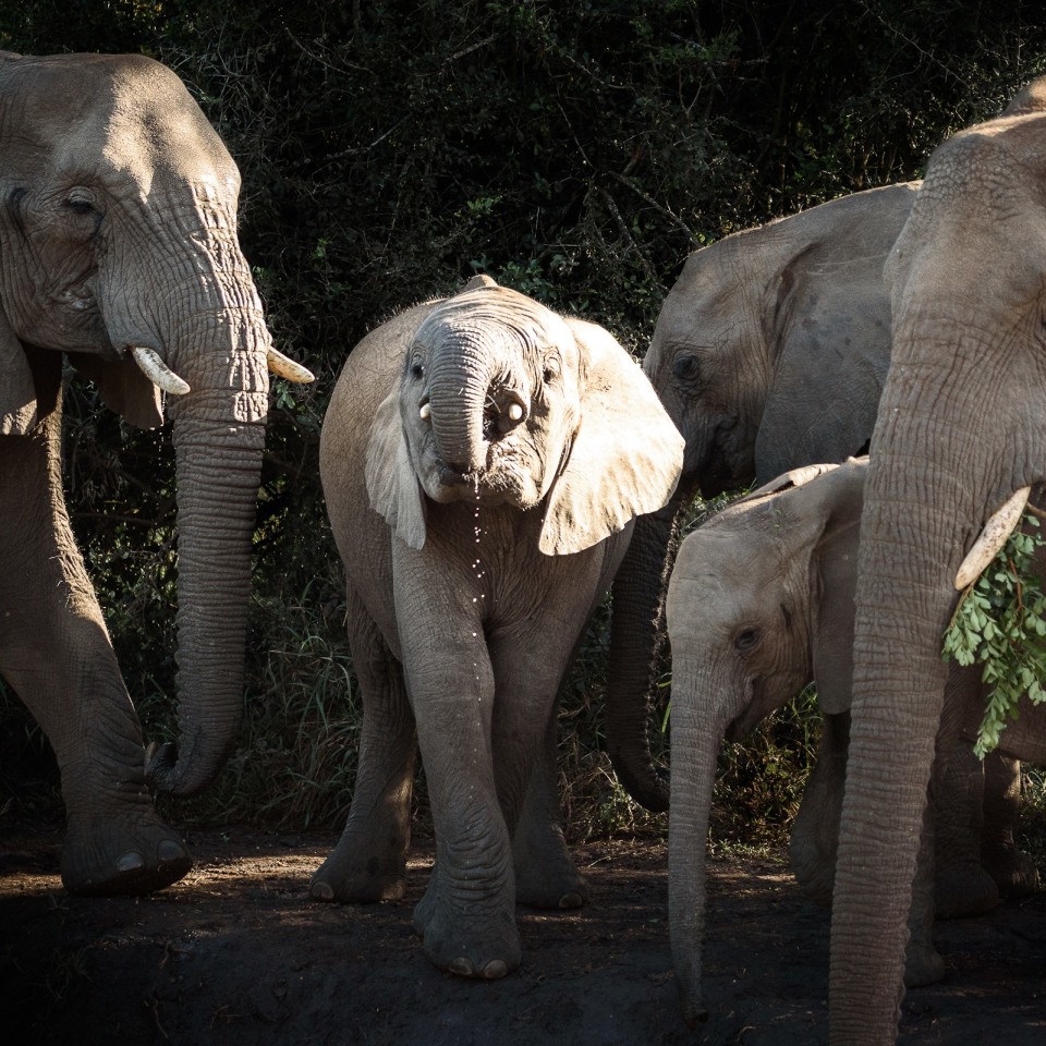 Wandersafari durch Südafrika
